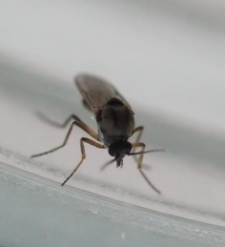 Atrichopogon sp.